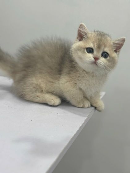 แมวมันช์กิ้น รูปที่ 2