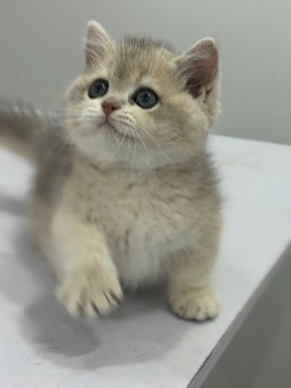 แมวมันช์กิ้น