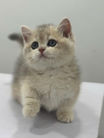 แมวมันช์กิ้น รูปที่ 4