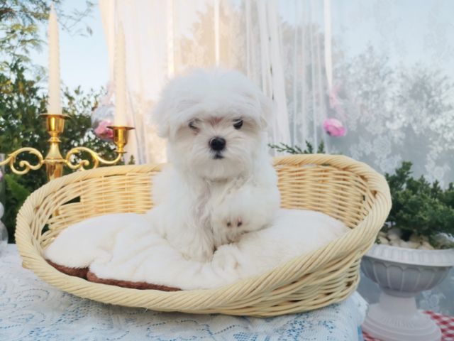 มอลทีสแท้  Maltese  ไซส์เล็ก เพศผู้   รูปที่ 5