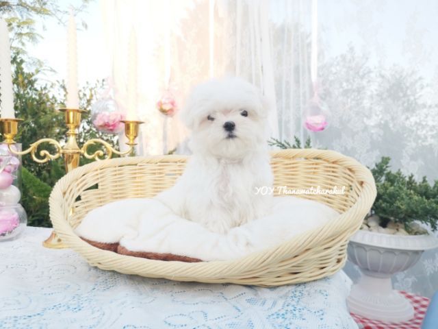 มอลทีสแท้  Maltese  ไซส์เล็ก เพศผู้   รูปที่ 2