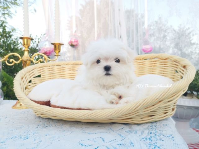 มอลทีสแท้  Maltese  ไซส์เล็ก เพศผู้   รูปที่ 3