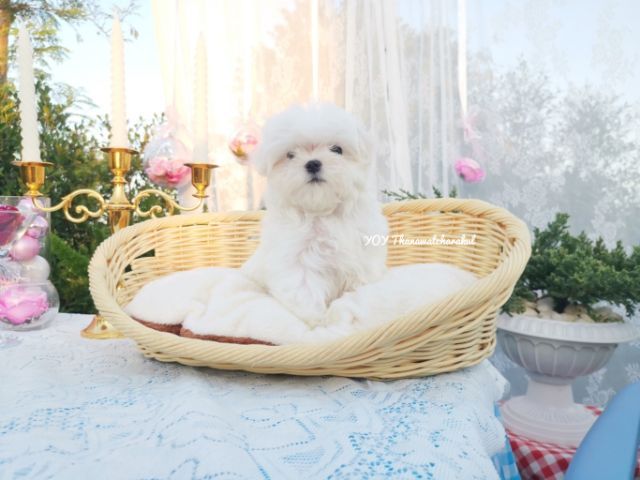 มอลทีสแท้  Maltese  ไซส์เล็ก เพศผู้   รูปที่ 6