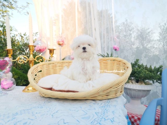 มอลทีสแท้  Maltese  ไซส์เล็ก เพศผู้   รูปที่ 4