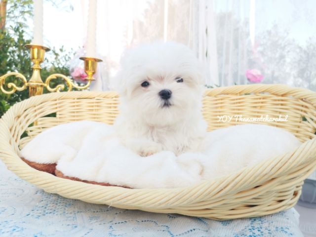 มอลทีสแท้  Maltese  ไซส์เล็ก เพศผู้  