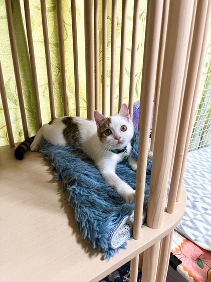 สก็อตติชแท้ รูปที่ 9