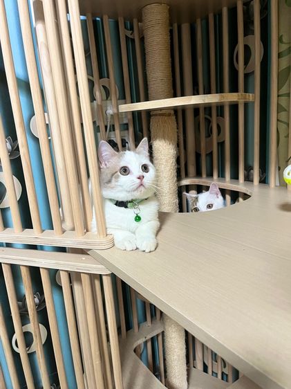 สก็อตติชแท้ รูปที่ 5