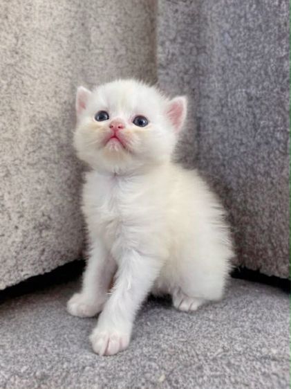 เปิดจองลูกแมวสก็อตติช รูปที่ 2