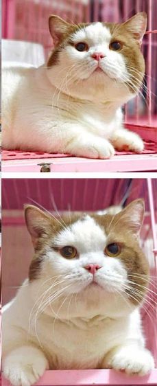 แมวมันช์กิ้น รูปที่ 4