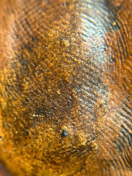 พระรอด ไม่ตัดขอบ เนื้อดิน หลังลายนิ้วมือ รูปที่ 9