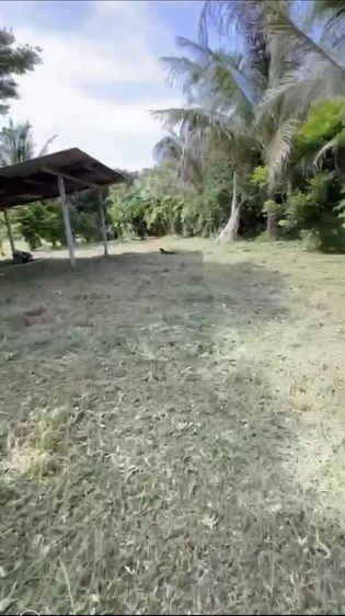 ขายที่ดินติดถนน351ตร.วา อ.เมืองเพรชบูรณ์ ติดเขา ใกล้อุทยาน  รูปที่ 3