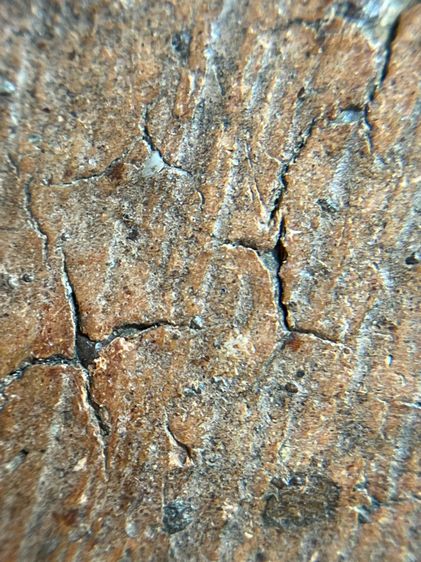 พระปทุมมาศ เนื้อดิน รูปที่ 13