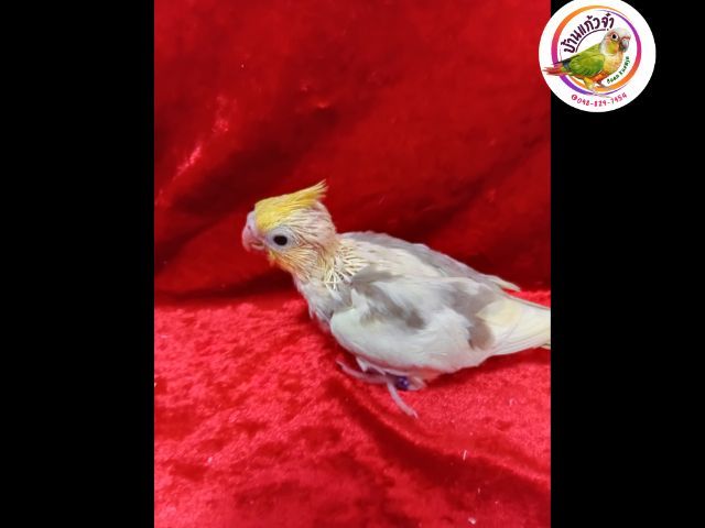 ค๊อกคาเทล รูปที่ 3