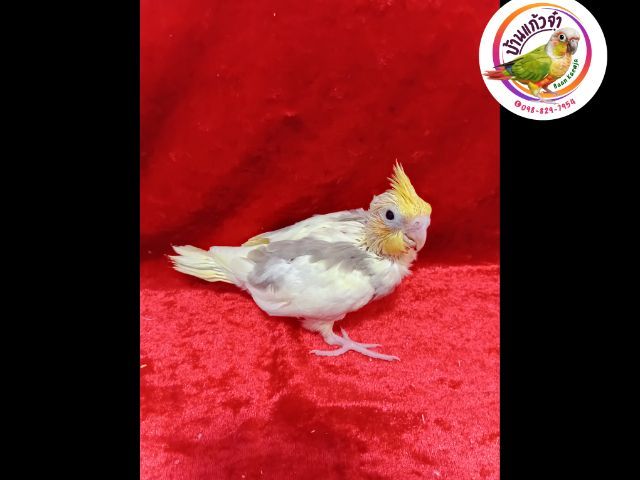 ค๊อกคาเทล รูปที่ 2