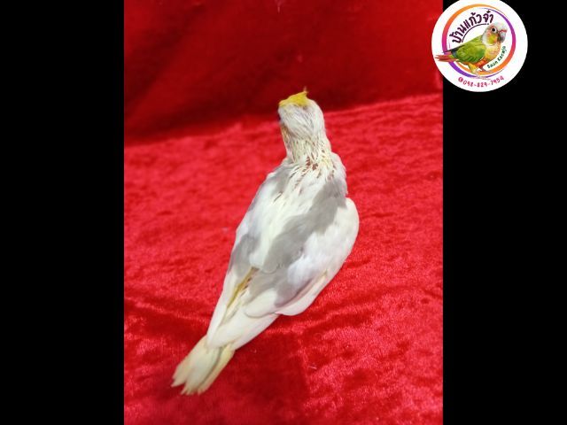 คอกคาเทล ค๊อกคาเทล