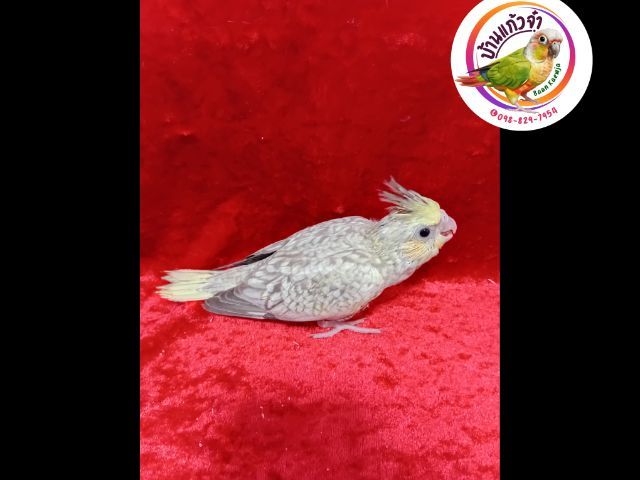 ลูกป้อนค๊อกคาเทล รูปที่ 3