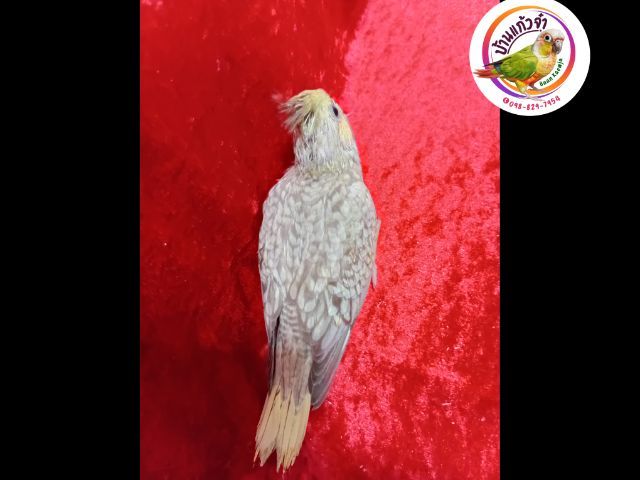 ลูกป้อนค๊อกคาเทล รูปที่ 2