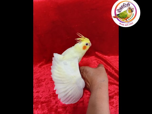 คอกคาเทล ลูกป้อนค๊อกคาเทล