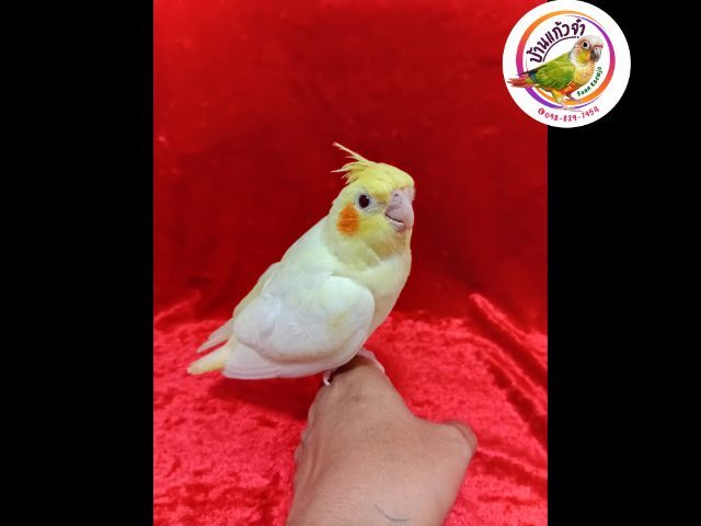 ลูกป้อนค๊อกคาเทล รูปที่ 2