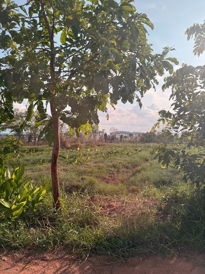 ขายถูก ที่ดิน 3 ไร่ 3 งาน 42 ตารางวา รูปที่ 3