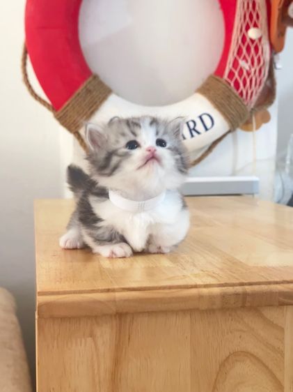 แมวมันช์กิ้น Munchkin ( Male )