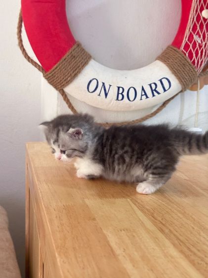 แมวมันช์กิ้น Munchkin ( Male ) รูปที่ 8