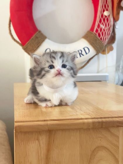 แมวมันช์กิ้น Munchkin ( Male ) รูปที่ 2