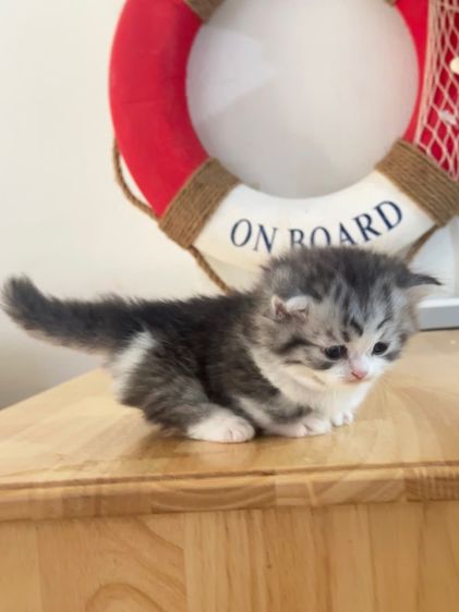 แมวมันช์กิ้น Munchkin ( Male ) รูปที่ 10