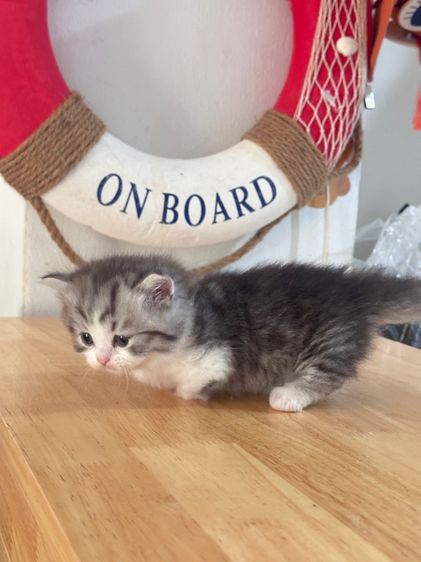 แมวมันช์กิ้น Munchkin ( Male ) รูปที่ 17