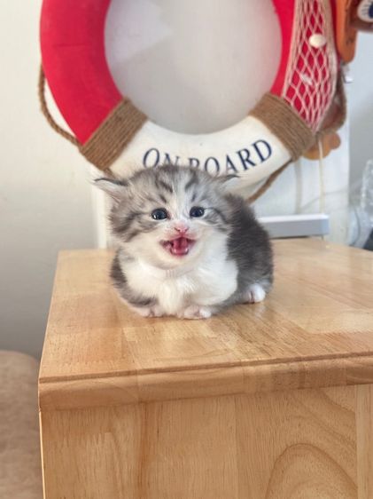 แมวมันช์กิ้น Munchkin ( Male ) รูปที่ 13