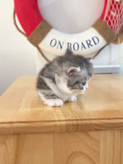 แมวมันช์กิ้น Munchkin ( Male ) รูปที่ 9