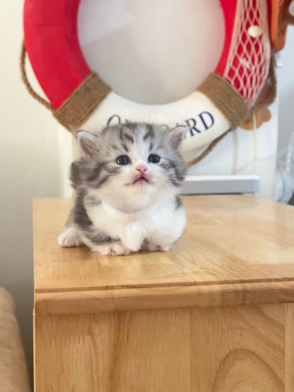 แมวมันช์กิ้น Munchkin ( Male ) รูปที่ 4