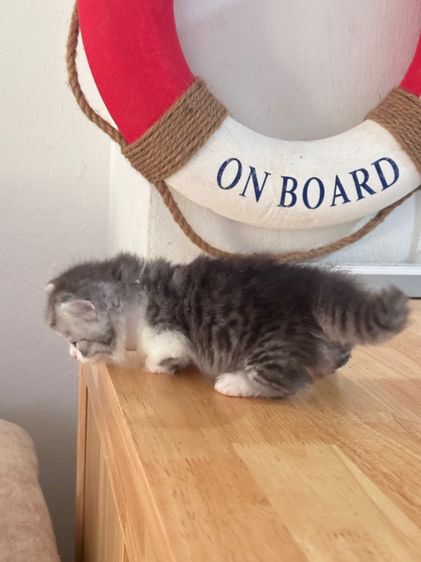 แมวมันช์กิ้น Munchkin ( Male ) รูปที่ 7