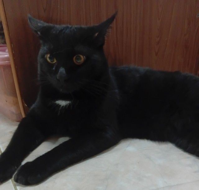 แมวเเปอร์เซียผสมไทย รูปที่ 2