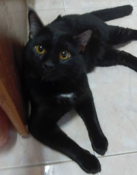 แมวเเปอร์เซียผสมไทย รูปที่ 9