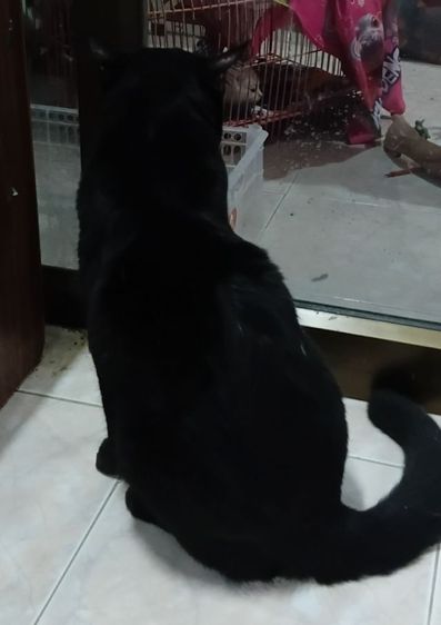 แมวเเปอร์เซียผสมไทย รูปที่ 7