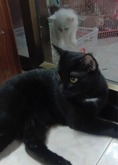 แมวเเปอร์เซียผสมไทย รูปที่ 4