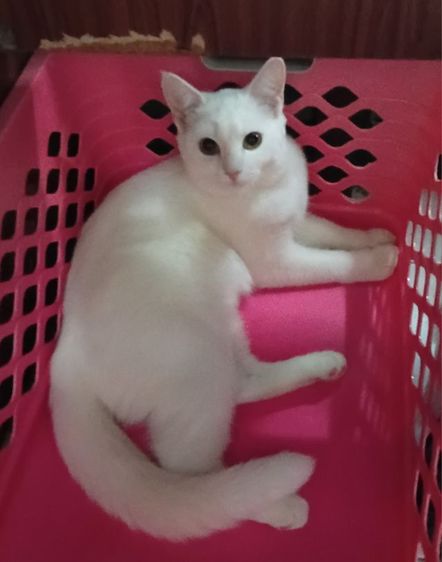 เปอร์เซีย (Persian) แมวเปอร์เซียผสมไทย