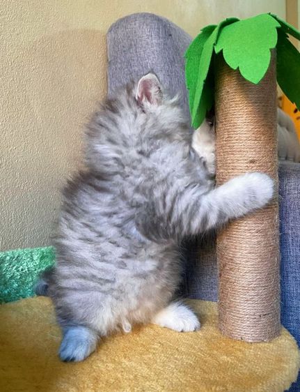 ขายแมวเปอร์เซีย รูปที่ 4