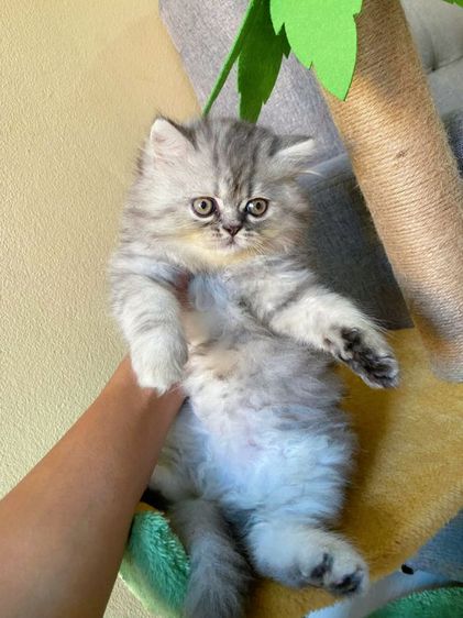 ขายแมวเปอร์เซีย รูปที่ 2