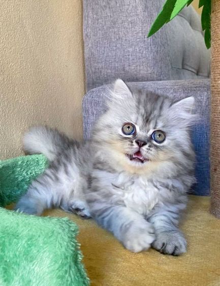 เปอร์เซีย (Persian) ขายแมวเปอร์เซีย