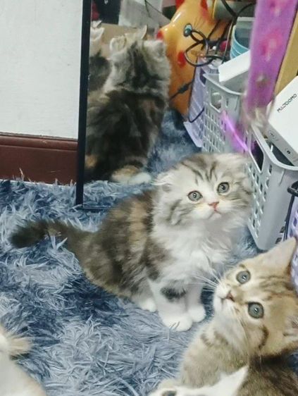 แมว สก็อตติสสามสีหูพับสนิด   ตัวกลมขี้อ้อน