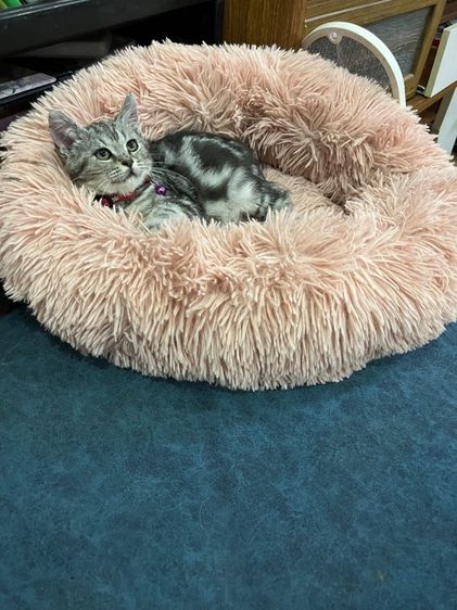 สก็อตติชผสมอเมริกัน รูปที่ 4