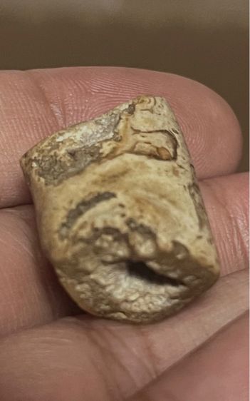 โคนเขี้ยวเก่า รูปที่ 3