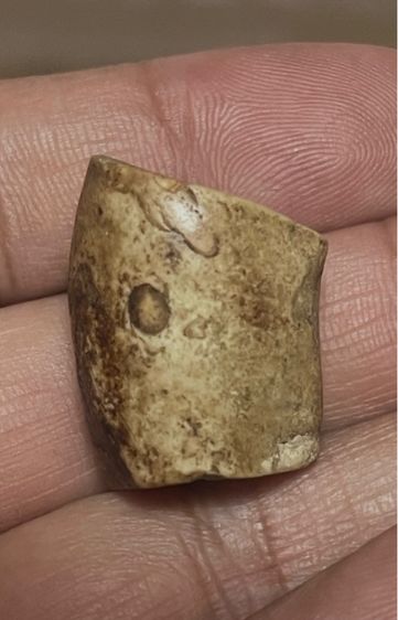 โคนเขี้ยวเก่า รูปที่ 2