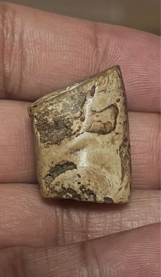 โคนเขี้ยวเก่า