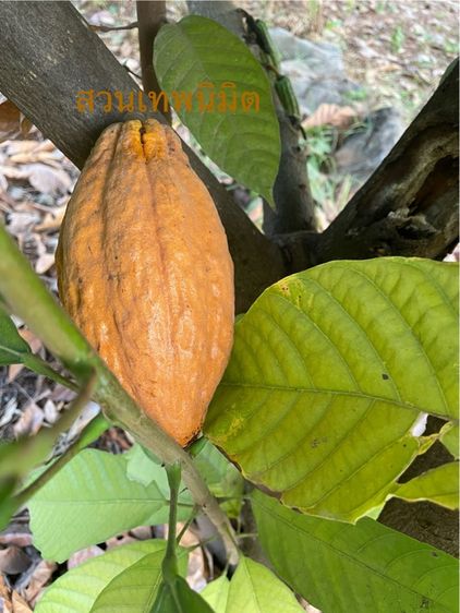 ผลโกโก้สด รูปที่ 2