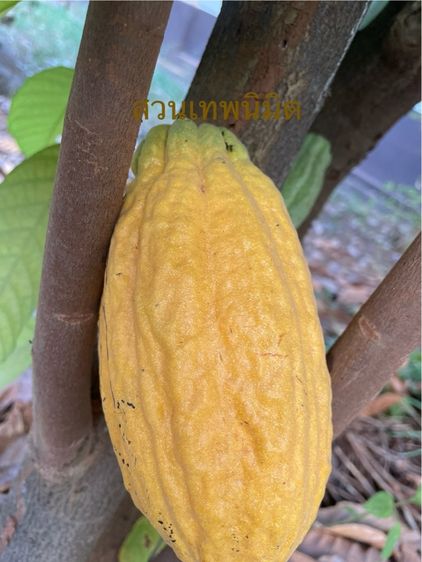 ผลไม้ ผลโกโก้สด