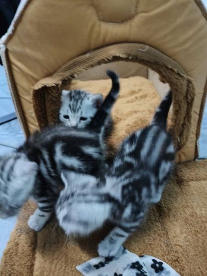 ขายลูกเเมวพันธ์อเมริกันช๊อตเเฮร์เเท้..ลายสวยฟรอมดี..น่ารักทุกตัว..ตัวผู้2..เมีย1..สนใจโทร 0929135188 รูปที่ 9