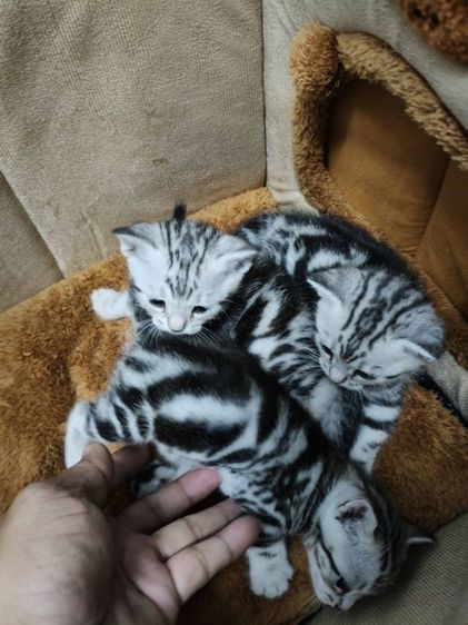 ขายลูกเเมวพันธ์อเมริกันช๊อตเเฮร์เเท้..ลายสวยฟรอมดี..น่ารักทุกตัว..ตัวผู้2..เมีย1..สนใจโทร 0929135188 รูปที่ 3